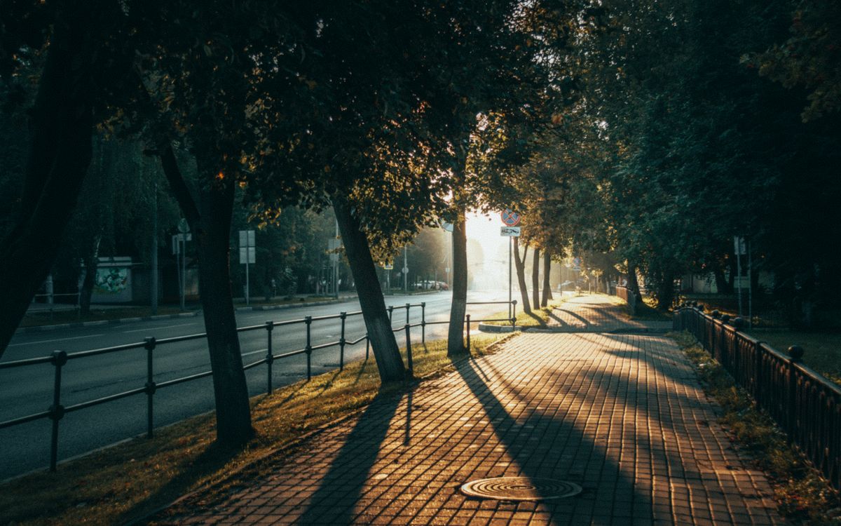 An empty tree-lined sidewalk in early morning light