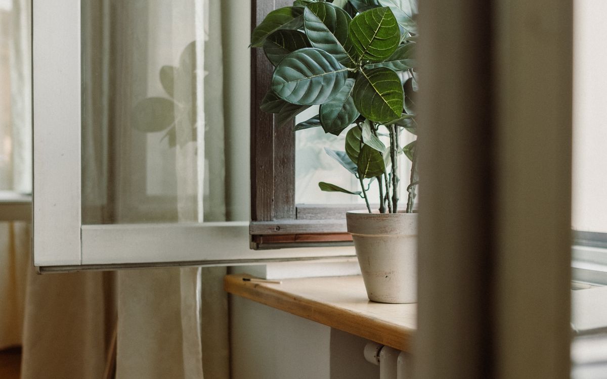 A potted plant on a windowsill beside an open window with light curtains